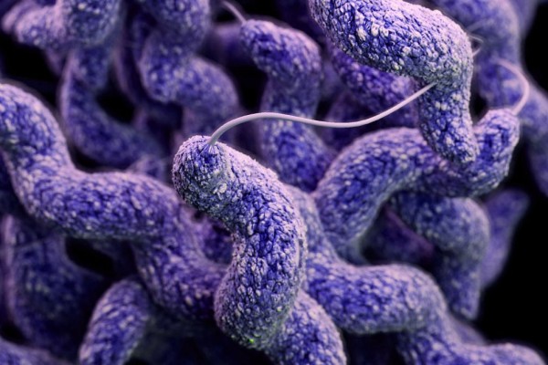 Campylobacter Food Poisoning: Far From a Mild Dose of The Runs