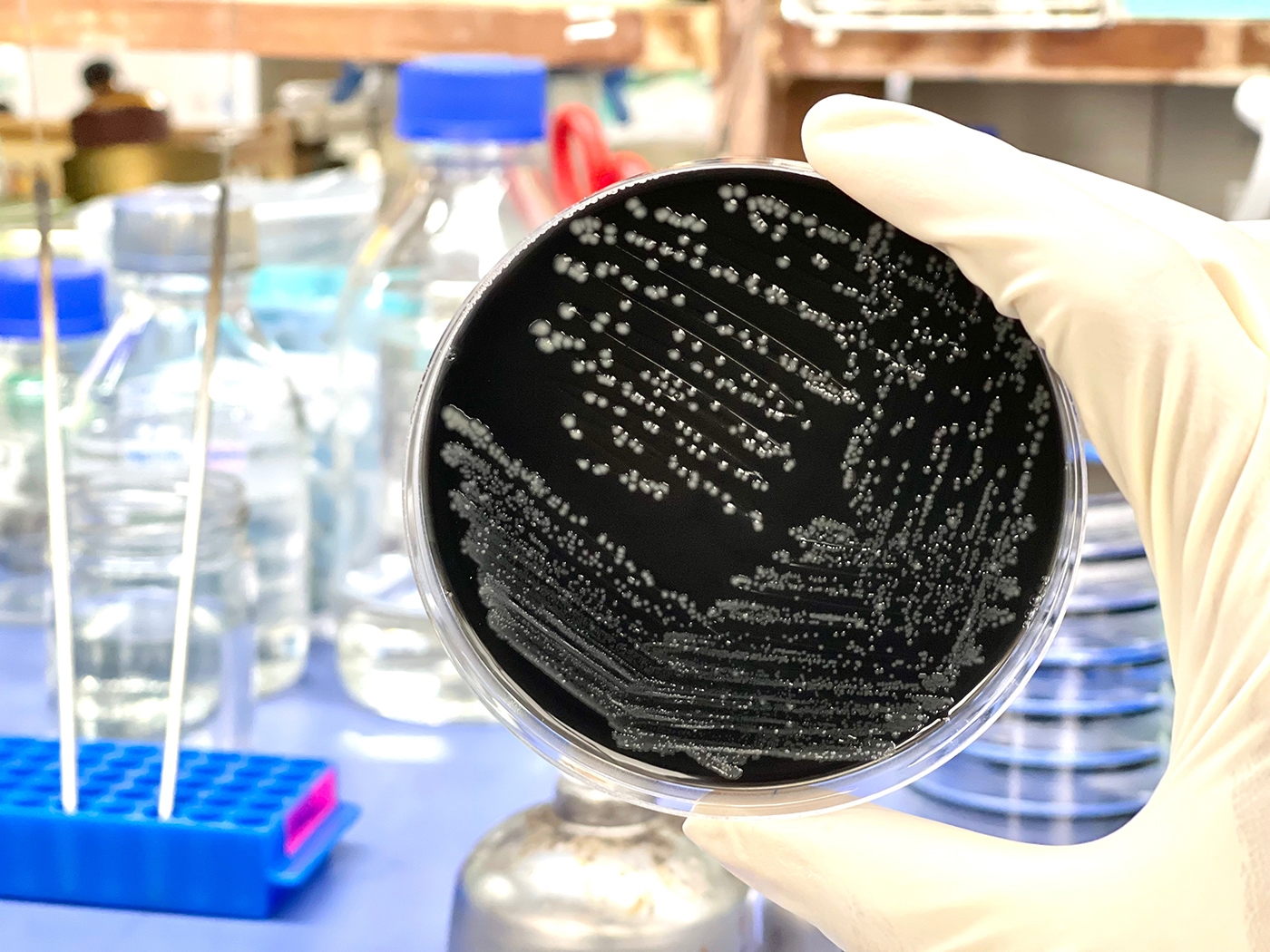 Campylobacter on a Petri Dish