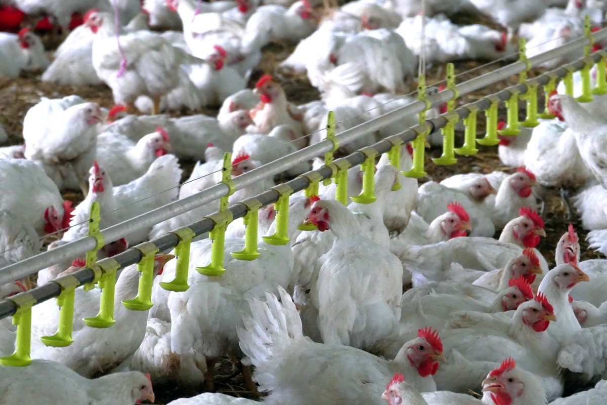 A Revolutionary Approach to Poultry Farming with Dripple Care